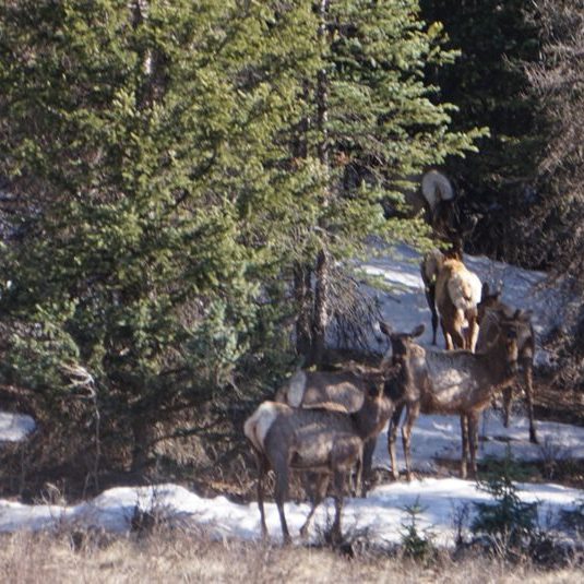 Deer in South Fork Colorado